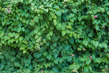 Green leaves wall background