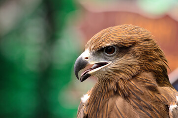 Dark Kite, close up with great details on it feather, sharp eyes, an eagle looks, bird, Milvus migrans