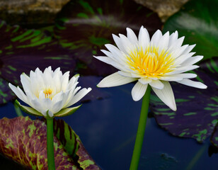 Double White and Yellow Lotus Flower or Waterlily