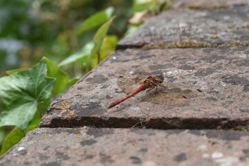 Bright orange red common darter has squat spider like body shape and head that tapers back to the thorax They are frequently found in still stagnant or brackish water abundant in England Wales Ireland