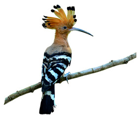 Eurasian Hoopoe or Common Hoopoe with crested up and nice perching on the branch, bird, Upupa epops, isolated on white background © prin79