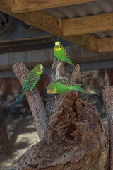 Beautiful tropical birds Sydney Australia