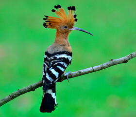 Eurasian Hoopoe or Common Hoopoe with crested up and nice perching on the branch, bird, Upupa epops © prin79