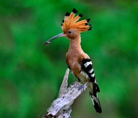 Eurasian Hoopoe or Common Hoopoe with food in mouth about to feed chicks in its nest, Upupa epops