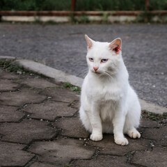 white cat plays on the asphalt 3