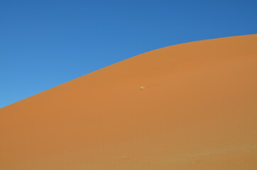 Fototapeta na wymiar Wilde Namib