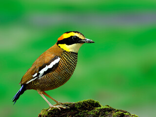 Female of Banded Pitta standing on mossy rock with nice green background, Hydromis Juajana