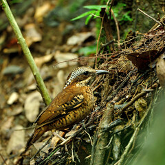 Femail of Eared Pitta feeding its chicks on the nest in the dried bank