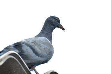 pigeon isolated on white background