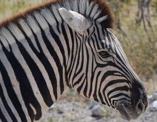 Fototapeta na wymiar Zebra Nahaufnahme