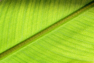 Close-up is a textured green leaf with even rows of veins. The photo can be used as a natural background, texture for decoration and design.