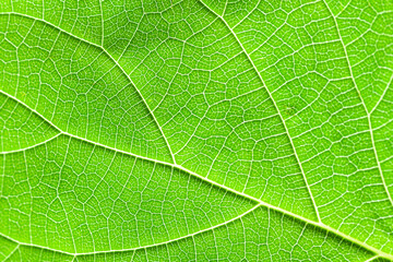 Close-up of a textured green leaf with fanciful patterns formed by veins. Photo can be used as background, texture for decoration and design.