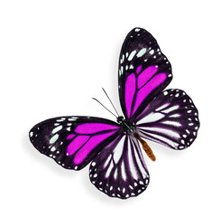 Flying Pink Butterfly with soft shadow beneath on white background