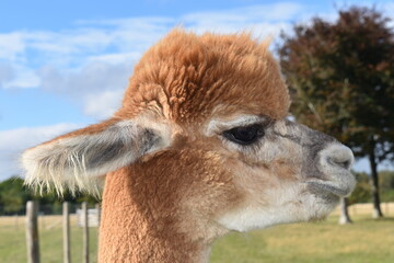 The alpaca looks like a small llama or long-necked camel with no humps It has shaggy neck face with thick lips pronounced nose big ears large eyes Easily domesticated it is friendly gentle and curious