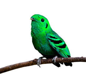 Green Broadbill, bird in vivid green color, calptomena viridis, bird