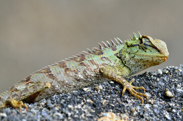 Green and spiny lizard on the rock