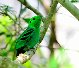 Green Broadbill, bird in vivid green color looks as leafs, calptomena viridis, bird of Thailand and asia