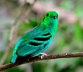 Green Broadbill, bird in vivid green color looks as leafs, calptomena viridis, great bird of Thailand and asia