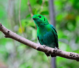 Fototapeta premium Green Broadbill, bird in vivid green color, calptomena viridis, bird of Thailand