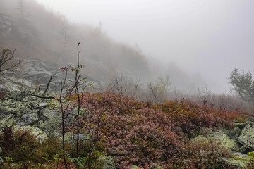 Nordic Nature in Autumn. Red Bilberry Bushes in Early Mosty Morning with Fog