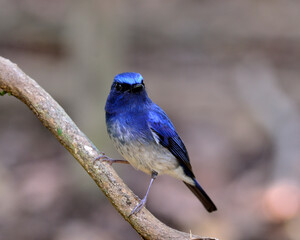 Obraz premium Hainan blue flycatcher bird perching on the branch, lovely blue bird