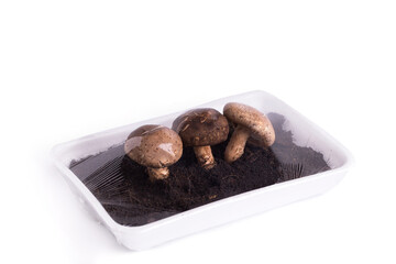 fresh vegetable , fresh Shiitake mushroom ,advertising