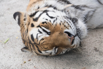 アムールトラの寝顔
