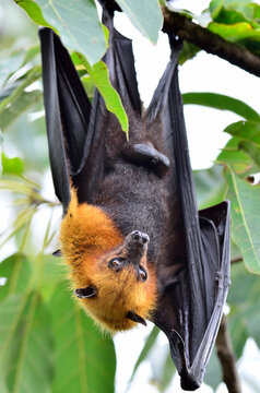 Hanging flying fox waking up while hangs on the tree granch