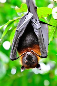 Hanging Lyle's flying fox, a big bat, on the tree branch (Pteropus lylei)