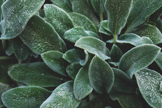 Fresh Green Sage Leaves Texture For Background.