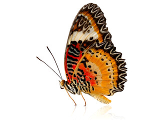 Leopard Lacewing butterfly in natural color with reflection shadow on white background
