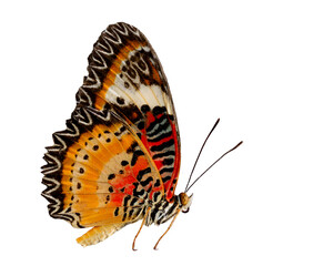Leopard Lacewing butterfly on side profile with natural color on white background