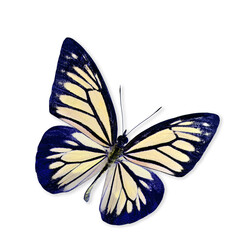 Light Yellow Butterfly Flying isolated on white background with soft shadow