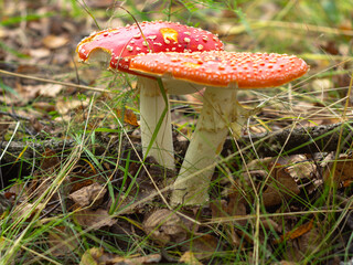 red toadstools in a Sunny clearing. the autumn woods. mushrooms.