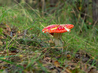 red toadstools in a Sunny clearing. the autumn woods. mushrooms.