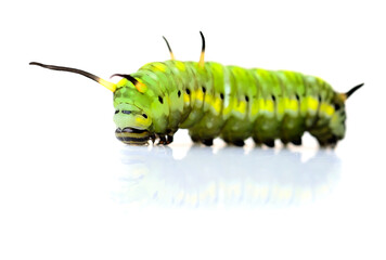 Little Green Tea Worm standing with shadow and reflection
