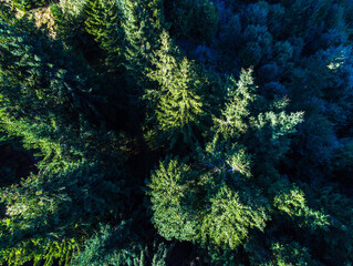 Aerial drone view, young pine forest in the Carpathian mountains, Transylvania, Romania.