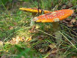 red toadstools in a Sunny clearing. the autumn woods. mushrooms.