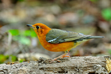 Lovely and Beautiful orange and grey bird, Orange-headed Thrush, Zoothera citrina