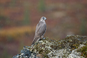 Gyrfalcon, Denali National Park, Alaska