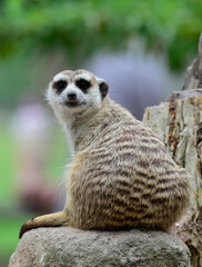 Lovely Meerkat or Meercat looking right toward