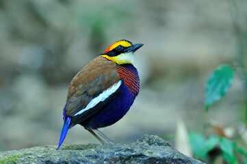 Male of Banded Pitta looks fatty in the morning