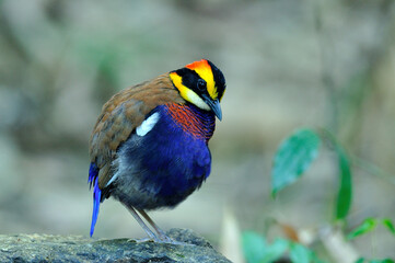 Male of Banded Pitta looks so fat in early morning