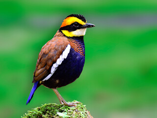 Male of Banded Pitta standing on mossy rock with nice green background, Hydromis Juajana