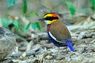 Male of Banded Pitta with very best in details