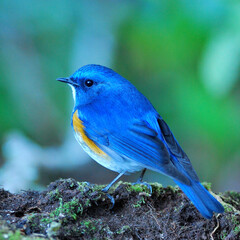 Male of Himalayan Bluetail (Tarsiger rufilatus) or Orange-flanked Bush robin
