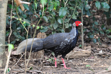 Kalij Pheasant about to show up his great feathers