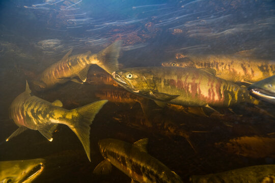 Spawning Chum Salmon, Alaska