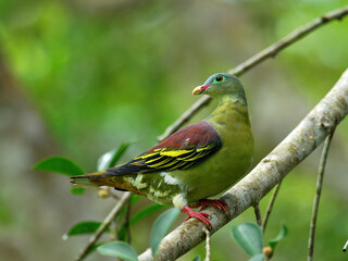 Male Thick-billed green Pigeon (treron curvirostra) thick bill green pigeon