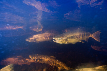 Spawning Chum Salmon, Alaska